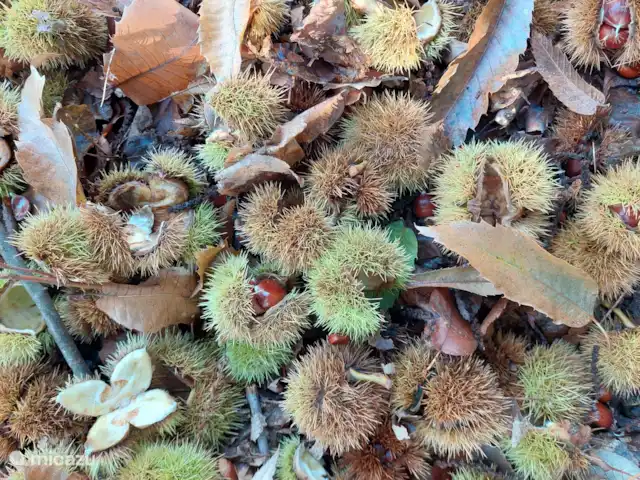 Tamme kastanjes in de bossen rondom het huisje.